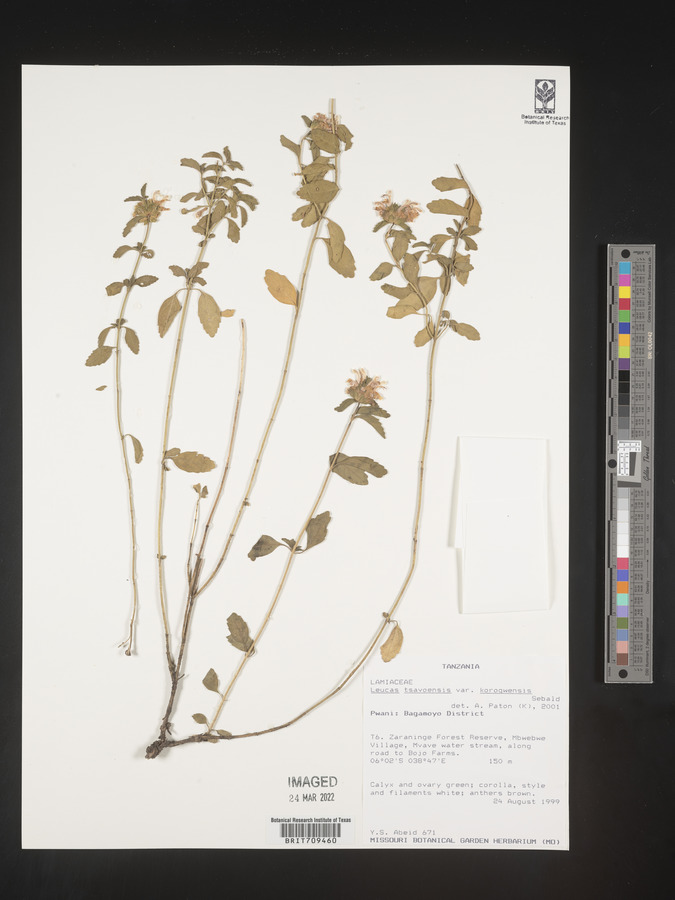 Leucas tsavoensis var. korogwensis image