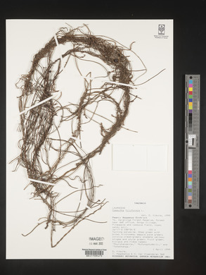 Cassytha filiformis image