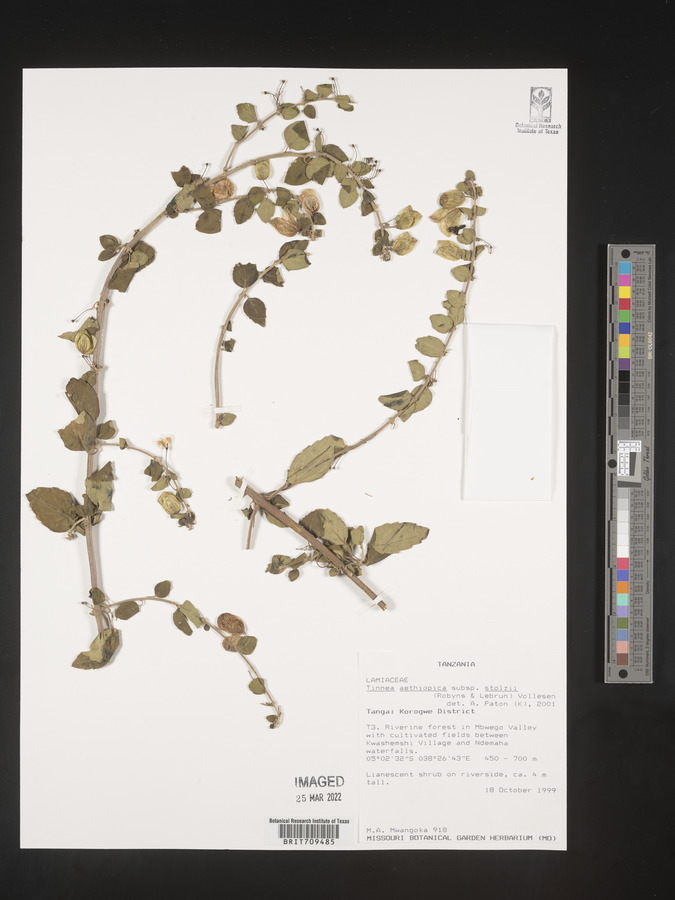Tinnea aethiopica subsp. stolzii image