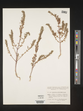 Teucrium decipiens image