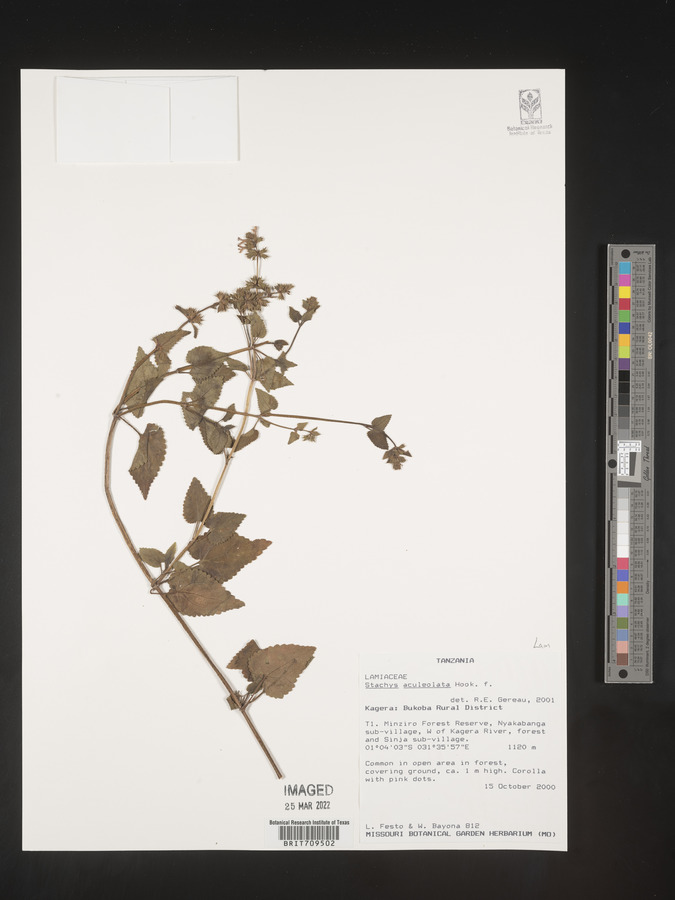 Stachys aculeolata image