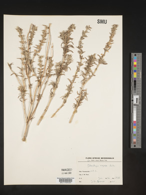 Stachys rugosa image