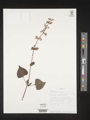 Coleus autranii image