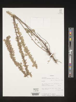 Micromeria imbricata var. imbricata image