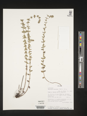 Micromeria imbricata image