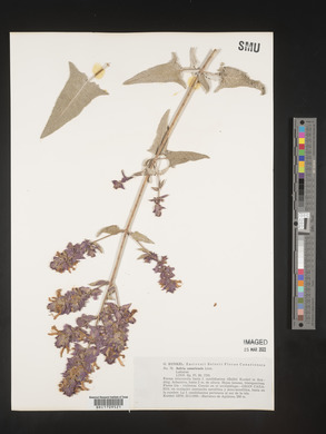 Salvia canariensis image