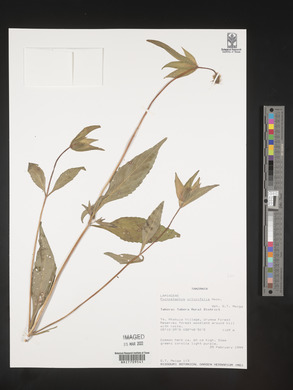 Pycnostachys urticifolia image