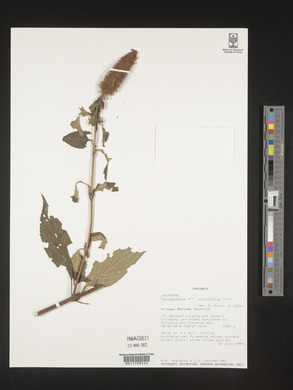 Pycnostachys urticifolia image