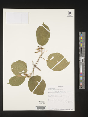 Image of Premna senensis