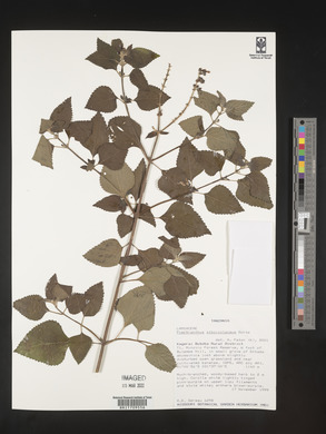 Image of Plectranthus alboviolaceus