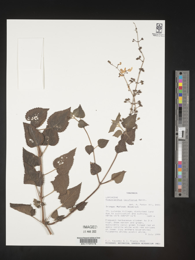 Plectranthus laxiflorus image