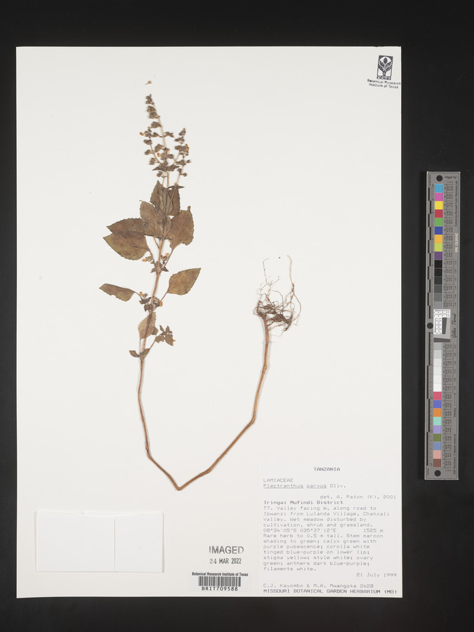 Equilabium parvum image