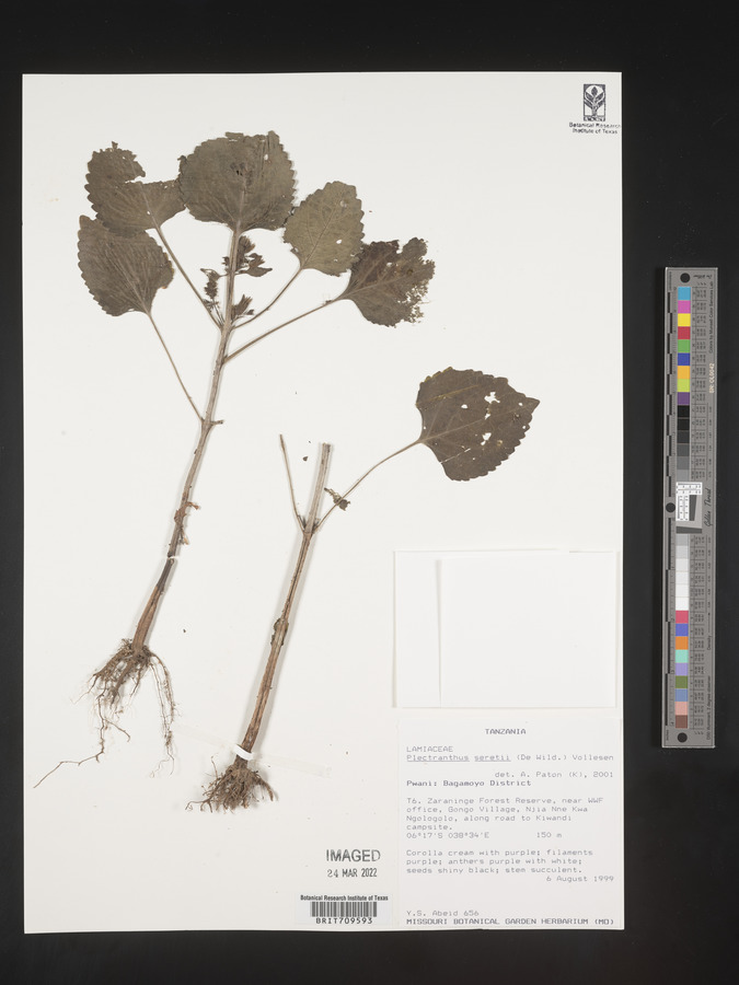 Coleus seretii image