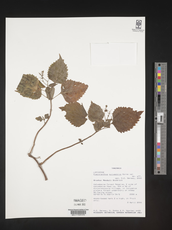 Plectranthus sylvestris image