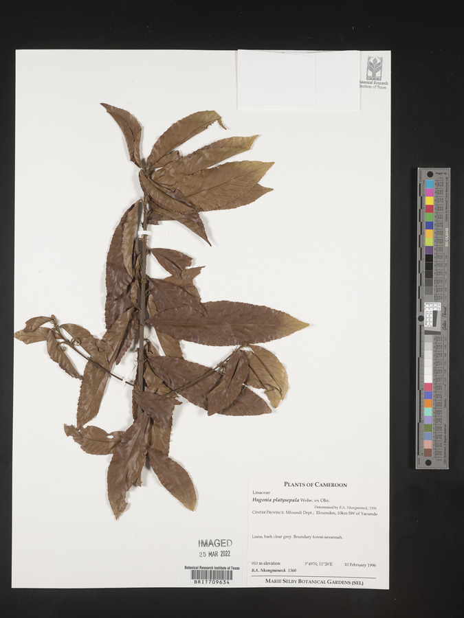 Hugonia platysepala image