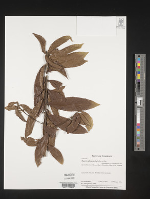 Image of Hugonia platysepala