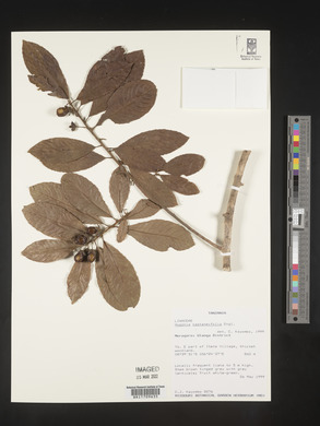 Image of Hugonia castaneifolia