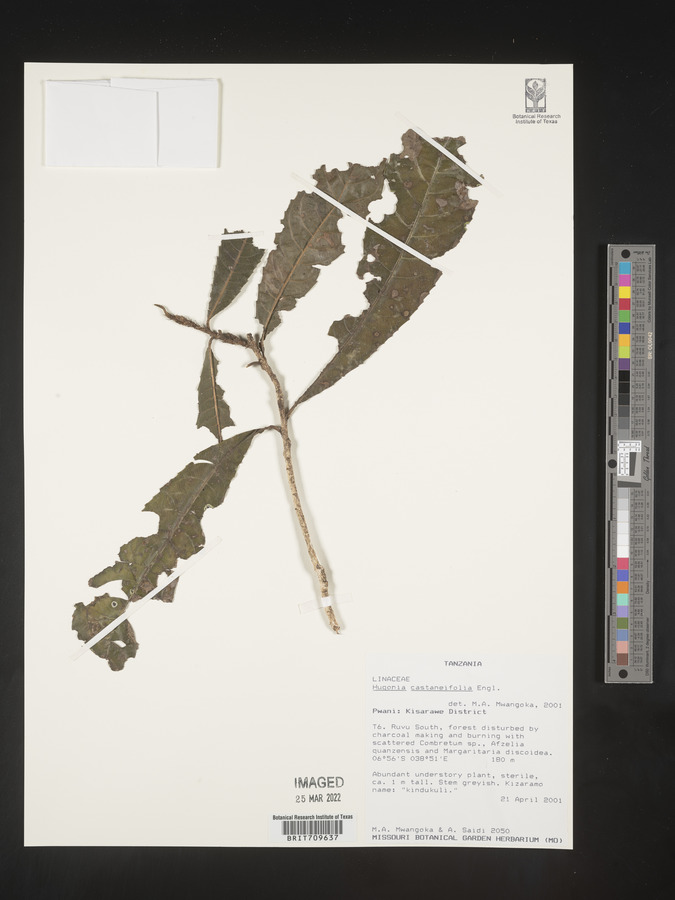 Hugonia castaneifolia image