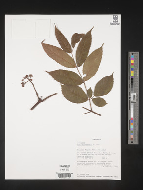 Leea guineensis image