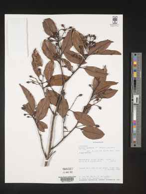 Mespilodaphne racemosa image