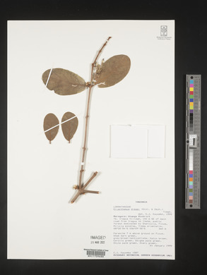 Erianthemum dregei image