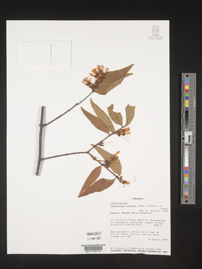 Image of Agelanthus krausei
