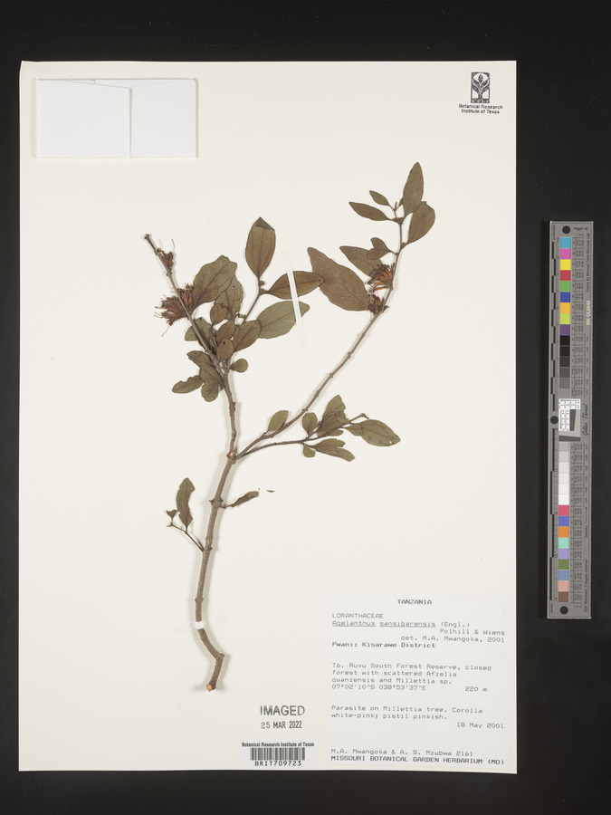 Agelanthus sansibarensis image