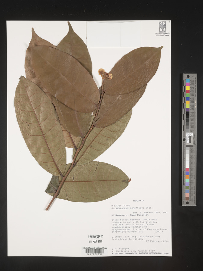 Acridocarpus ugandensis image