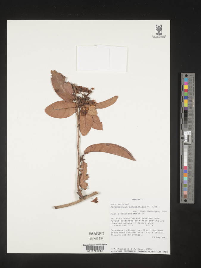 Acridocarpus image