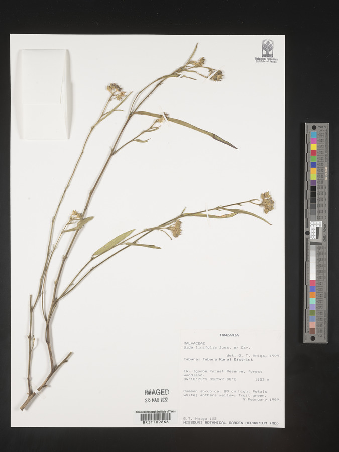 Sida linifolia image