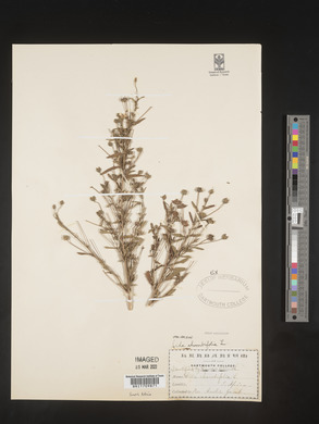 Sida rhombifolia image