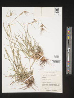 Themeda triandra image