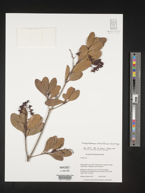 Image of Gomphia obtusifolia