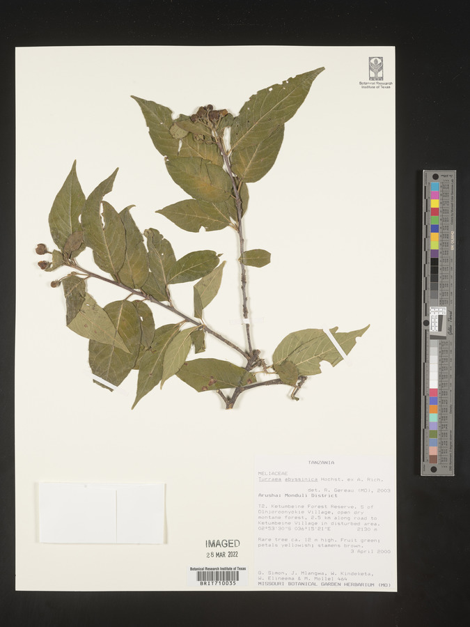 Turraea abyssinica image