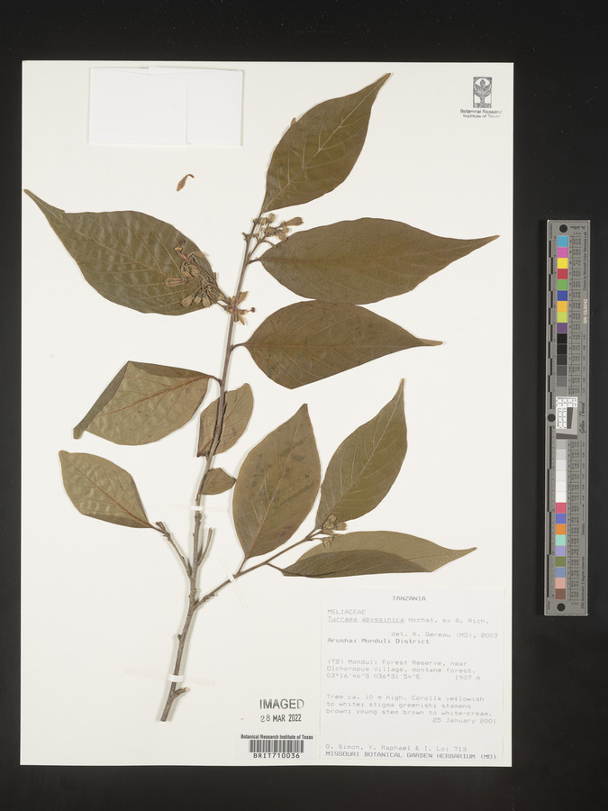 Turraea abyssinica image