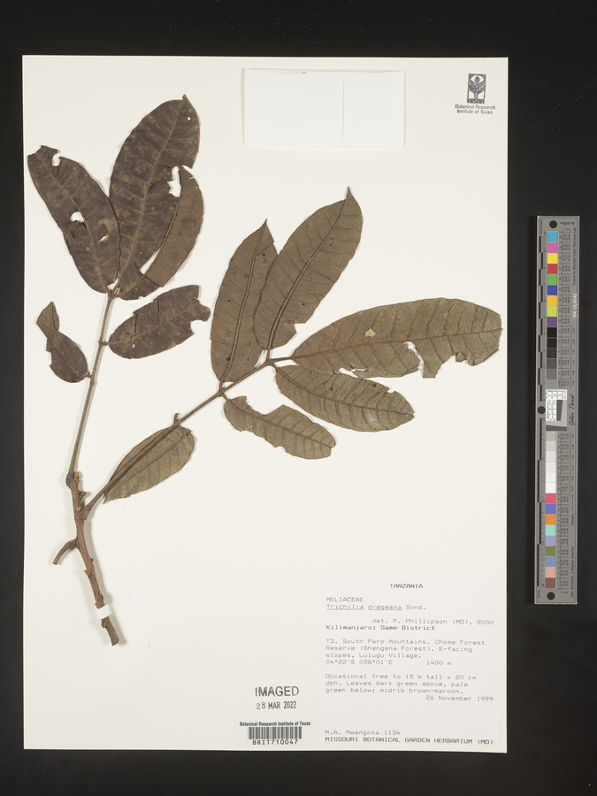 Trichilia dregeana image