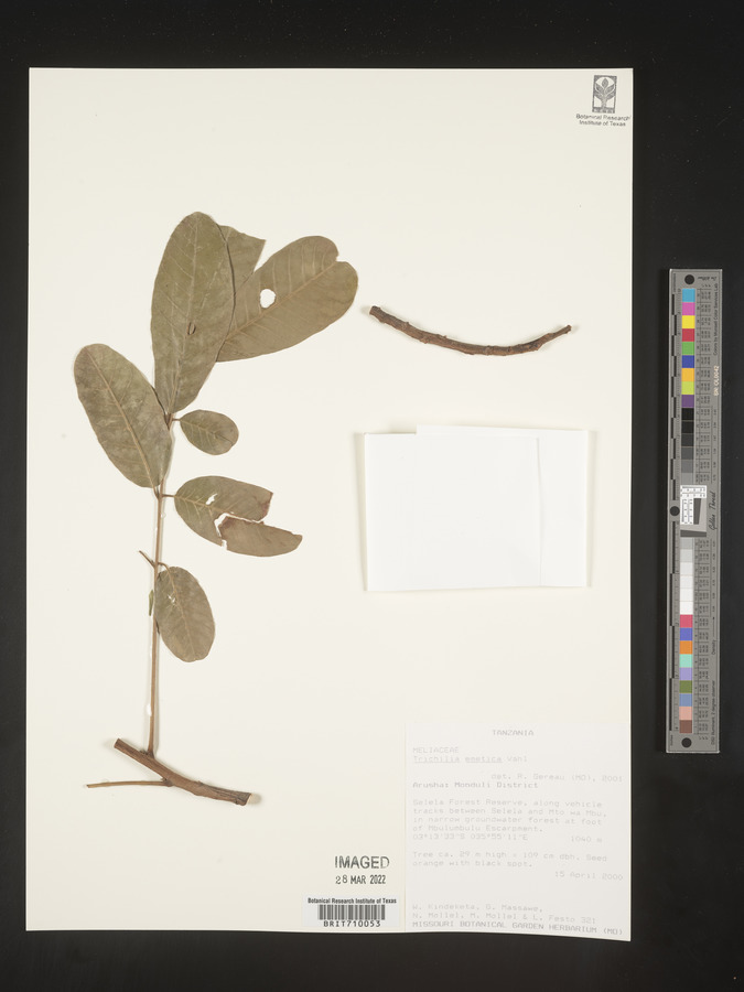Trichilia emetica image