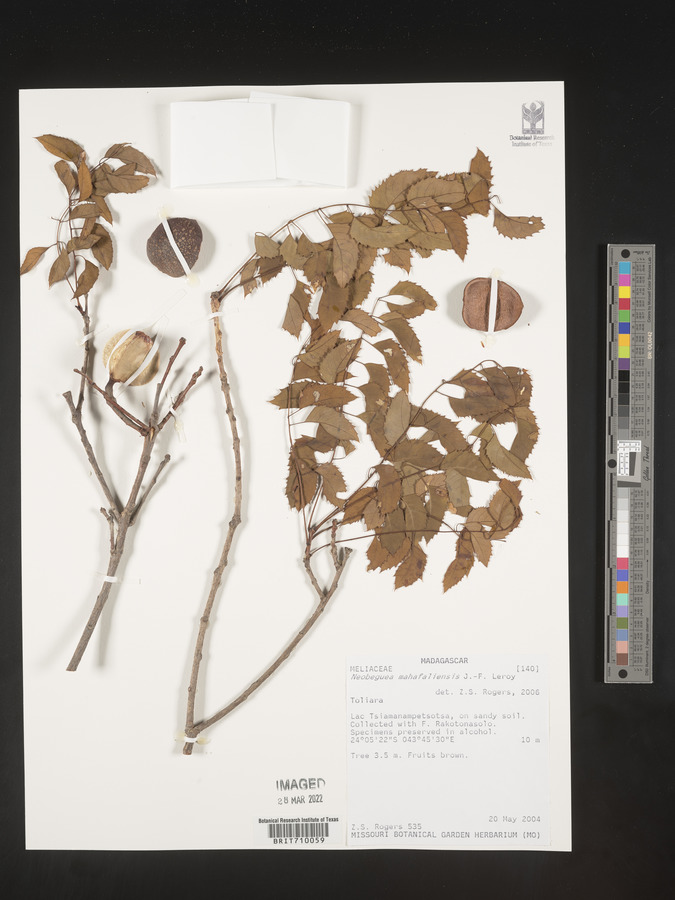 Neobeguea mahafaliensis image
