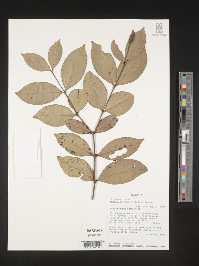 Warneckea mouririifolia image