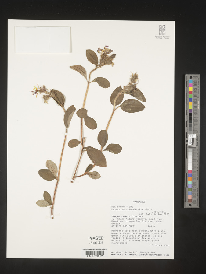 Heterotis rotundifolia image