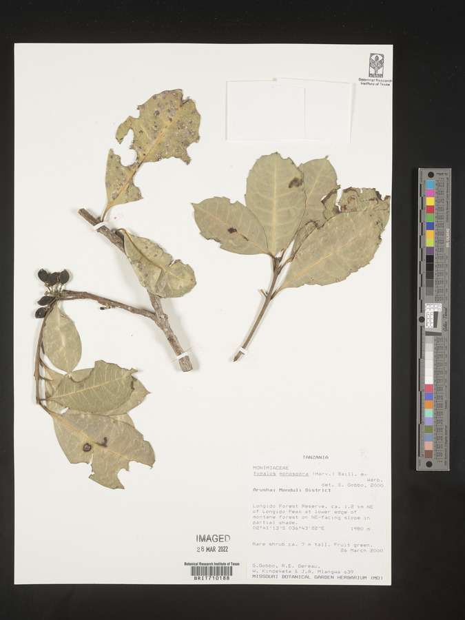 Xymalos monospora image