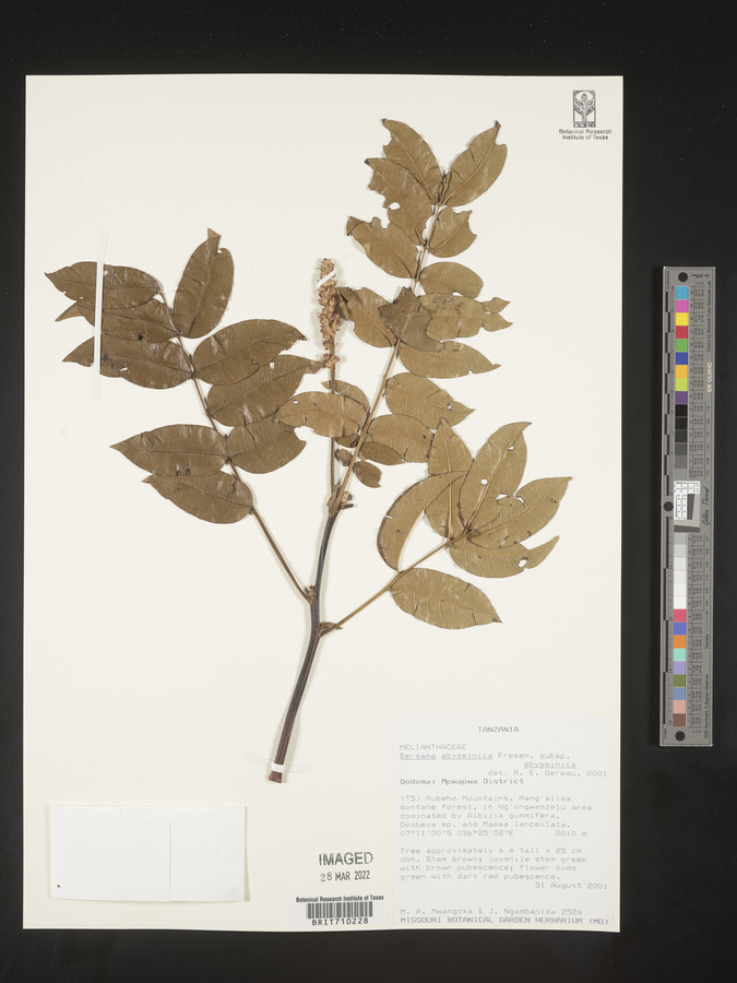 Bersama abyssinica subsp. abyssinica image