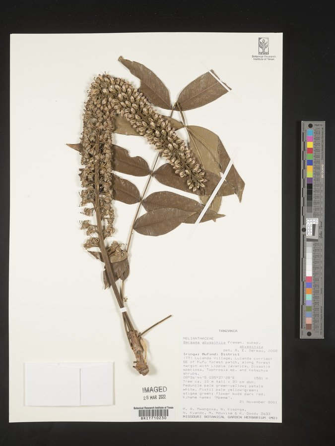 Bersama abyssinica subsp. abyssinica image