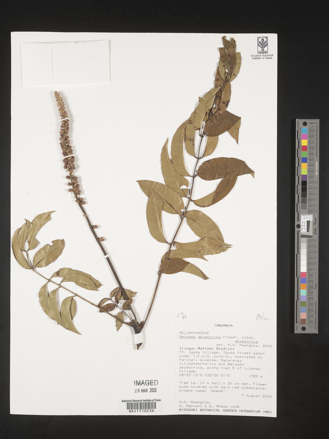 Bersama abyssinica subsp. abyssinica image