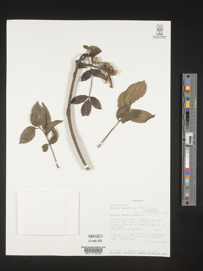 Bersama abyssinica subsp. abyssinica image