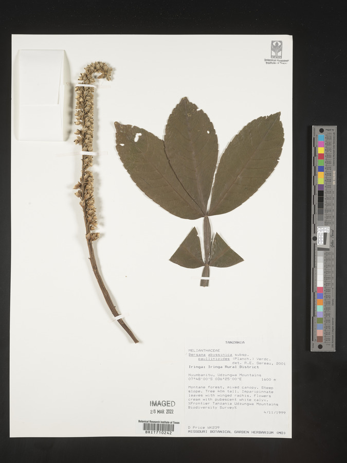 Bersama abyssinica subsp. paullinioides image