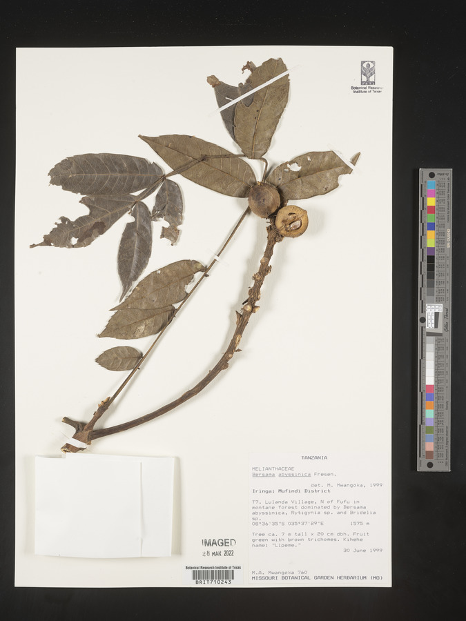 Bersama abyssinica image