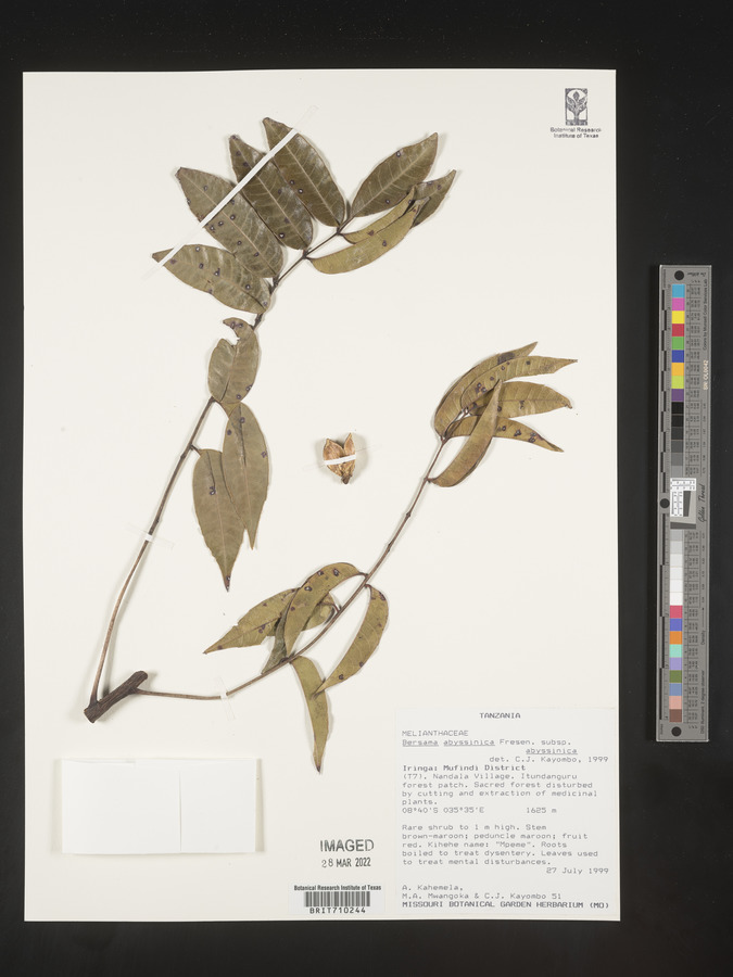Bersama abyssinica subsp. abyssinica image