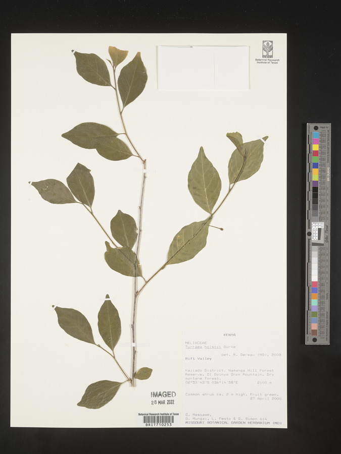Turraea holstii image