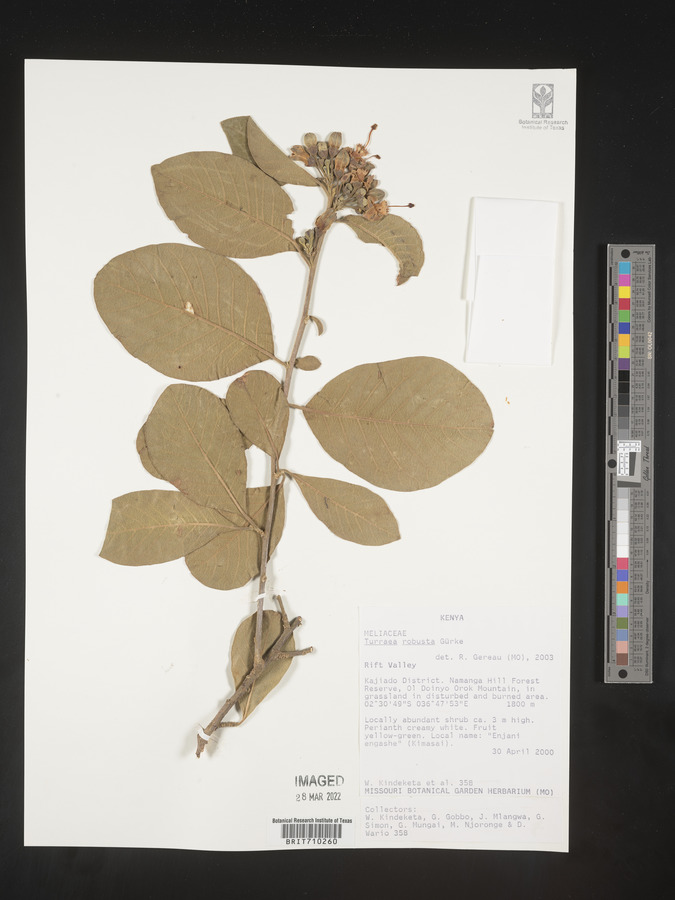 Turraea robusta image